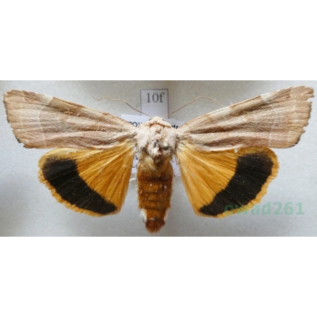 Noctua fimbriata (Schreber, 1759) Rolnica aksamitka Czech10f